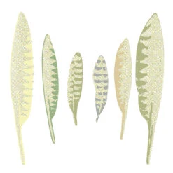 Curlew Feathers - Fine Art Print -Home Furnishings Store Curlew Feathers print