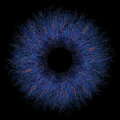 Feathered Eclipse - Fine Art Print -Home Furnishings Store Park Designs Feathered Eclipse